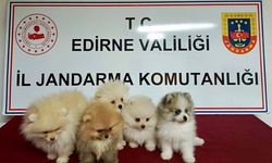 Jandarmadan 'pomeranian' operasyonu