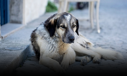 AYM'den, sahipsiz köpek yasasına onay! İptal başvurusu reddedildi