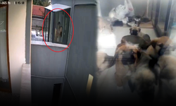 Ankara’da kan donduran doktor vahşeti! Öldürdüğü köpek sayısı 26'ya yükseldi