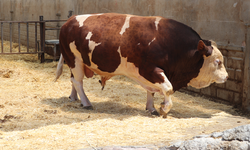 Kurban Bayramı'na sayılı günler kaldı! Adı: Poyraz, ağırlığı 1.5 ton! Fiyatı 2'nci el arabayla yarışıyor