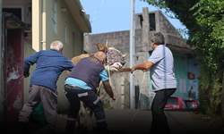 Bayram klasiği: Kaçan kurbanlıklar ve heyecanlı kovalamacalar
