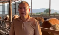 Fotoğrafını çekmek istediği dana iş insanın canına mal oldu