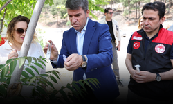 Kahverengi kokarca yayılıyor: Amasya’da da tespit edildi