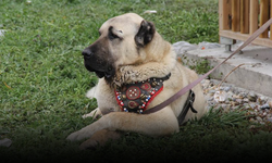 Düzce Valiliği’nden köpek sahiplerine kuduz aşısı ve çip uyarısı