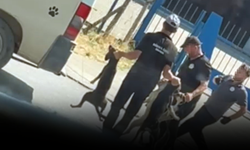 Düzce'de sokak köpeği toplama görüntülerine soruşturma