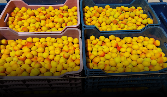 Kayısıda ilk hasat yapıldı: 500 TL'den alıcı buldu