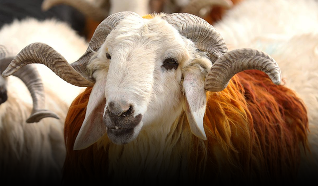 Kurban vekalet ücretleri açıklandı