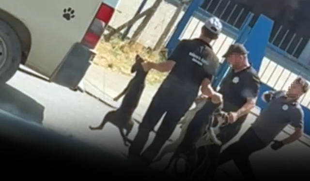 Düzce'de sokak köpeği toplama görüntülerine soruşturma