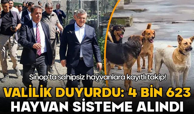 Sinop’ta sahipsiz hayvanlara kayıtlı takip! 4 bin 623 hayvan sisteme alındı