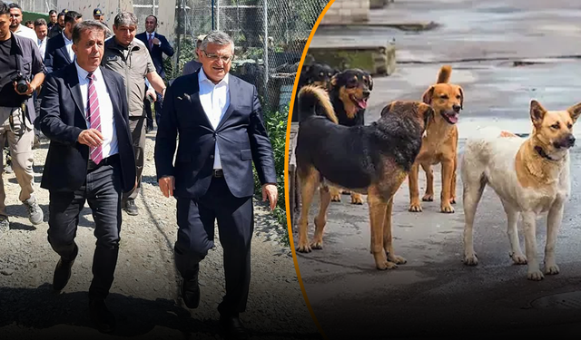 Sinop’ta sahipsiz hayvanlara kayıtlı takip! 4 bin 623 hayvan sisteme alındı