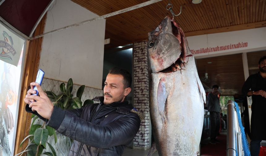 İnsan boyunda orkinos yakalandı: 1 metre 75 santimetre balıkla hatıra fotoğrafı