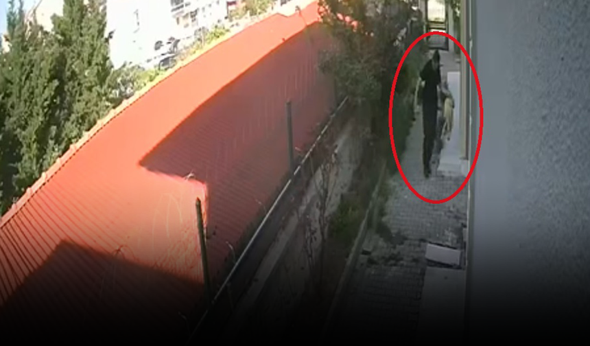Bu vahşeti yapan bir doktor! Sahiplendiği köpekleri evde parçaladı: Telefonundan çıkanlar kan dondurdu