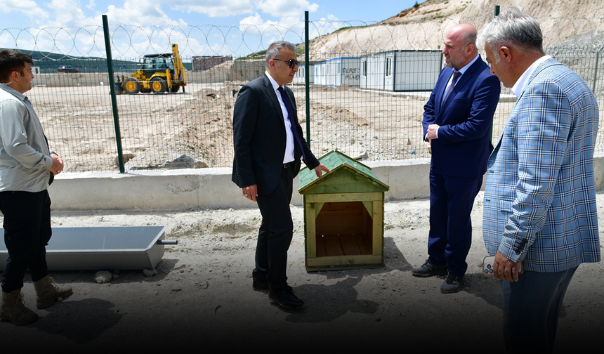 Valilikten örnek adım: Patili dostlara doğayla iç içe yeni yuva