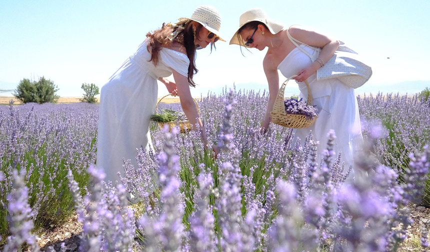 Turizmde yeni trend hasat festivali! Burdur'da lavanta hasadı turistlerin ilgi odağı oldu