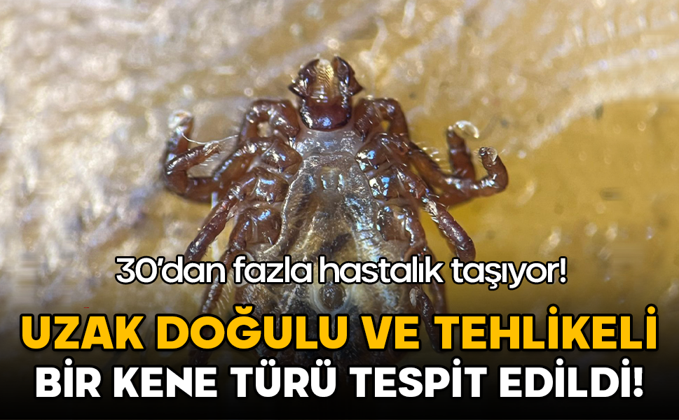 İstanbul’da Uzak Doğulu yeni ve tehlikeli bir kene türü tespit edildi: 30’dan fazla hastalık taşıyor!