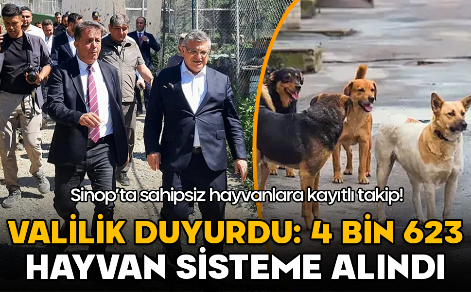 Sinop’ta sahipsiz hayvanlara kayıtlı takip! 4 bin 623 hayvan sisteme alındı